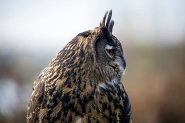 portrait of an eagle owl