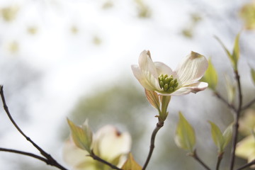 Fototapeta na wymiar white flowers of cherry tree