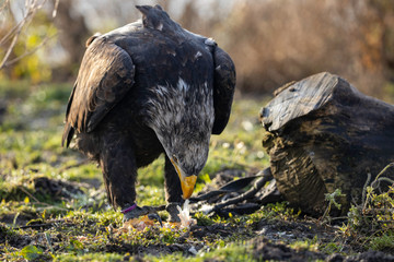 Bald eagle eating his prey