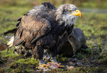 Bald eagle standing over prey