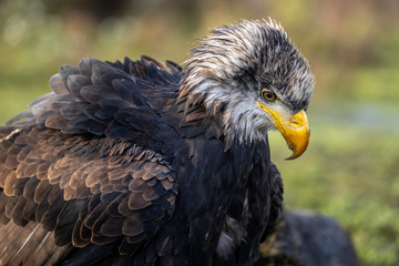 portrait of an eagle