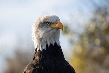 Bald eagle looking angry