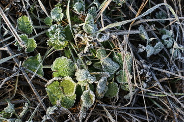 Green grass in hoarfrost. Winter background, morning frost on the grass