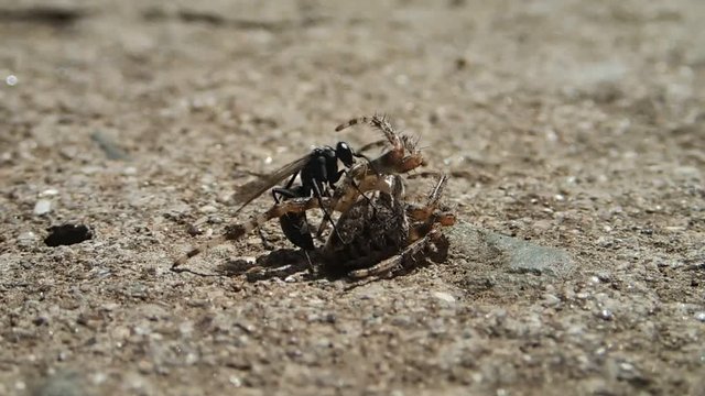 Black wasp and its prey
