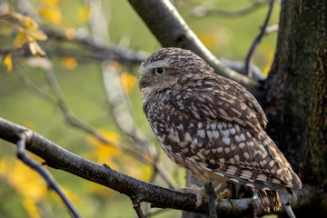 Barn owl in a tree