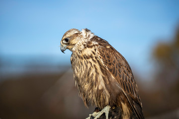 Young falcon looking down
