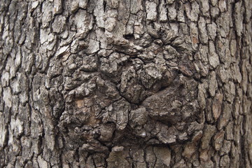 tree bark texture