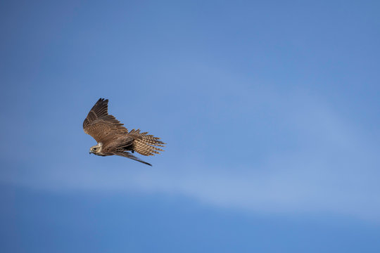 Flacon in flight