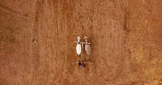 A rural old man who works furrows in farm field with two donkeys with traditional harrow plow preparing land for sowing & planting saffron bulbs aerial footage