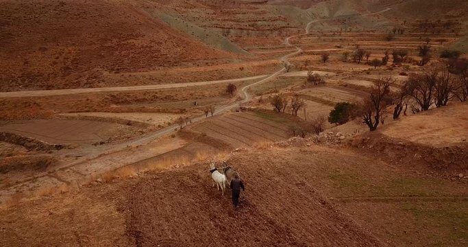 Farmers who works in farm field with two donkeys with traditional harrow plow preparing land for sowing & planting saffron bulbs with landscape of mountains