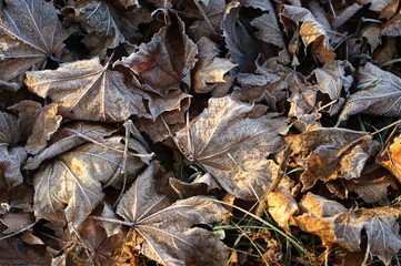 Leaves covered with hoarfrost. The beginning of winter.
