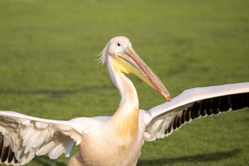 portrait of a pelican