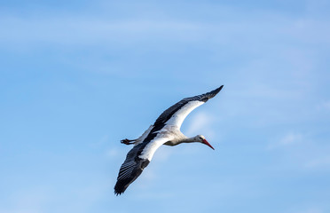 Stork in flight