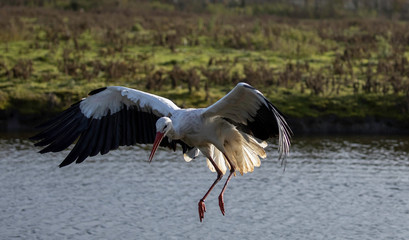 stork in its natural habitat