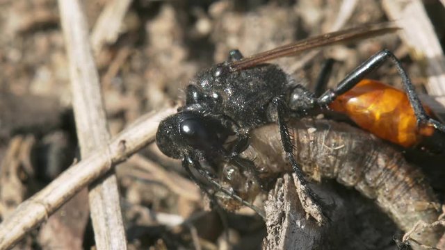Wasp Sphex Tepanecus from the family Sphecidae stings a larva. Macro shooting.