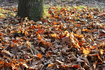 Leaves covered with hoarfrost. The beginning of winter.