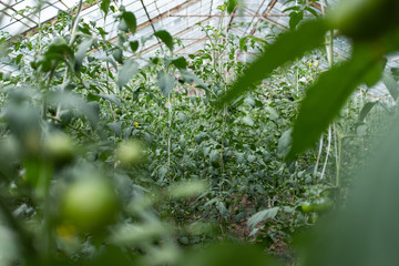szklarnia pomidory hodowla