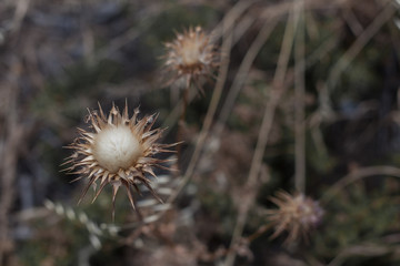 Brown flower with unfocused background