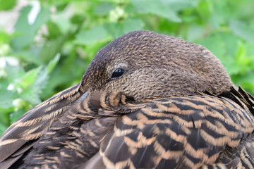 Close up of a female eider duck (somateria mollissima) sleeping
