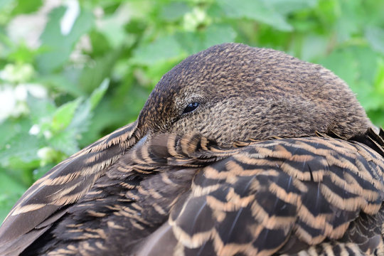 Close up of a female eider duck (somateria mollissima) sleeping