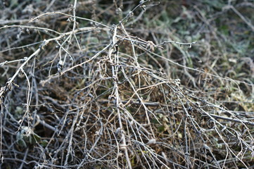 Dry grass in winter forest covered with hoarfrost close up