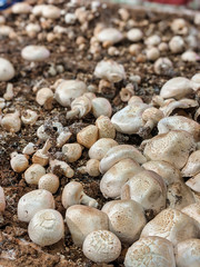 Selective focus of fresh, organic mushrooms growing in a dirt farm inside a grocery store