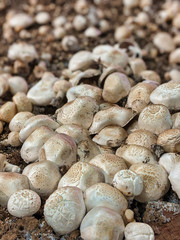 Selective focus of fresh, organic mushrooms growing in a dirt farm inside a grocery store