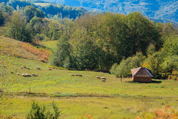 Beautiful rural landscape sheeps grazing in fields