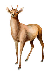 forest animals, deer on an isolated white background, watercolor illustration