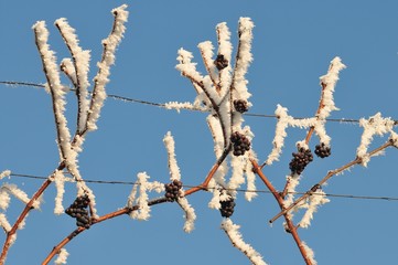 Red grapes for ice wine in winter condition and snow