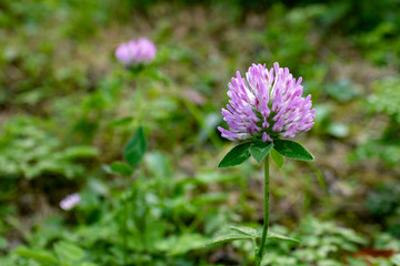 red clover (Trifolium pratense), close up and selective focus