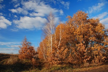 Fototapeta premium trees in autumn