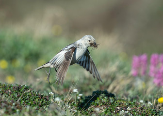Snow bunting on Arctic Tundra with nesting materials, Barrow Alaska