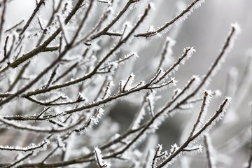Frozen, icy branches of a tree