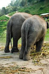 Two Asian elephants from behind