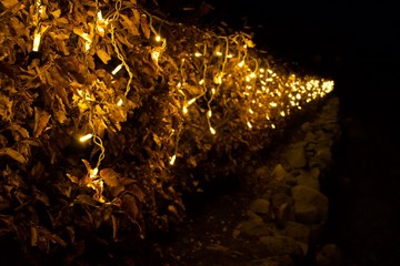 Christmas lights shining in the middle of the night...