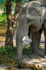 Close up of male elephant in Asia