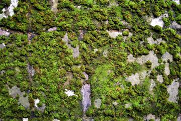 Moss on a wall.