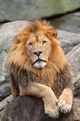 Obraz na płótnie Canvas male lion