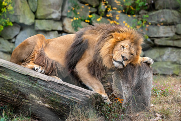 male lion