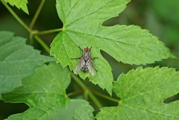 Fototapeta premium gray big fly sits on a green leaf of a plant in a summer garden