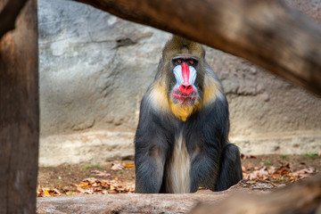 Mandrill 