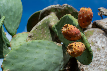Cactus fruit opuntia close up
