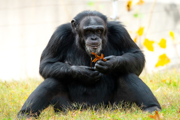 chimpanzee