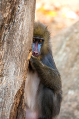 Mandrill 