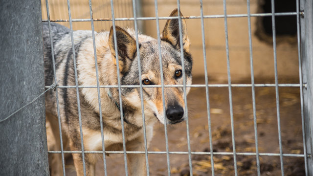 Loba andaluza en una jaula