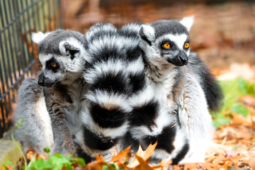 ring tailed lemur © SE Viera Photo