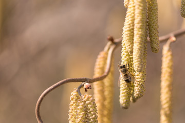 Naklejka premium Corylus avellana - honey bee collecting nectar on a hazelnut shrub in spring