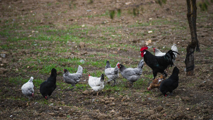 Gallinas camperas libres en el campo