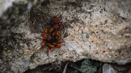 Bichos naranjas sobre piedra